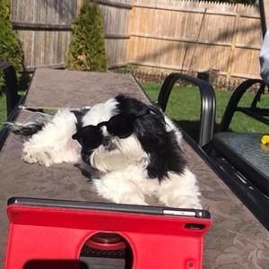 Meet your Posher, Coco